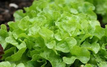 Organic Oak Leaf Lettuce