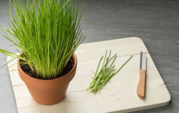 Organic Chives in pot